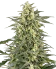 C4 Automatic Seeds