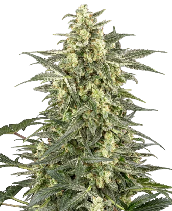 C4 Automatic Seeds