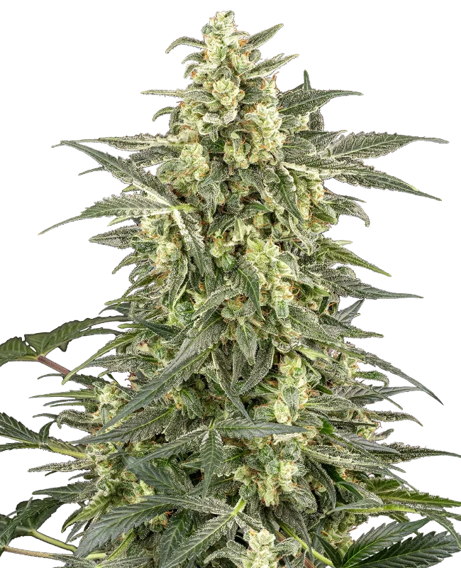 C4 Automatic Seeds