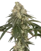Pineapple Blossom Feminized Seeds