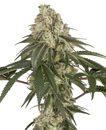 Pineapple Blossom Feminized Seeds
