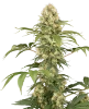 Super Berry Poundcake Feminized Seeds