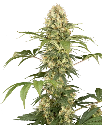 Super Berry Poundcake Feminized Seeds