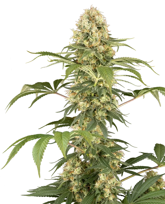 Super Berry Poundcake Feminized Seeds