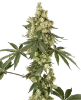 Lambo Haze Feminized Seeds