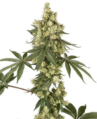 Lambo Haze Feminized Seeds
