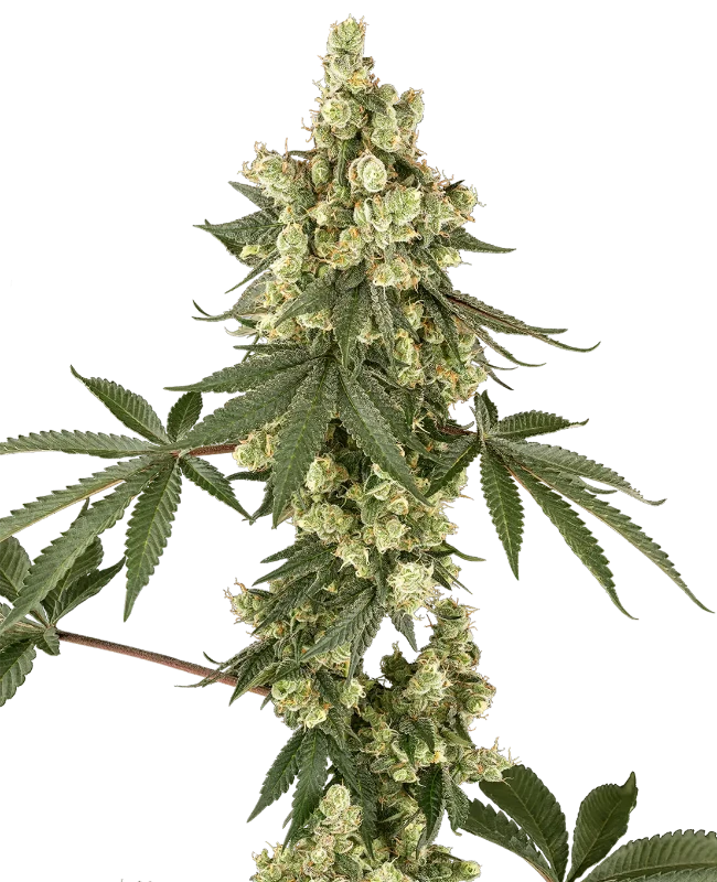 Lambo Haze Feminized Seeds