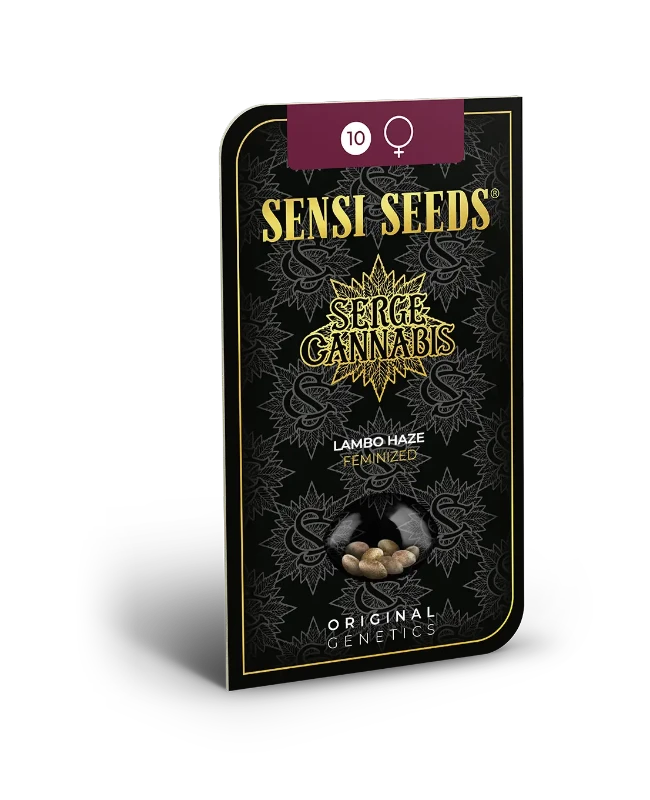 Lambo Haze Feminized Seeds Blistercard