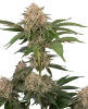 California Runtz Automatic Seeds
