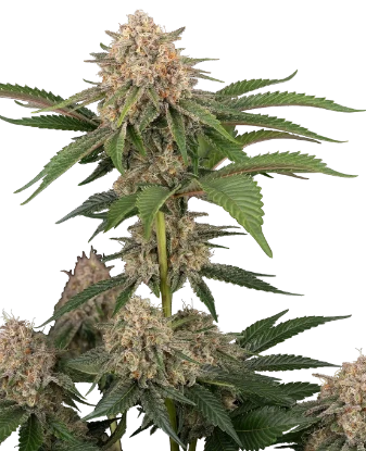 California Runtz Automatic Seeds