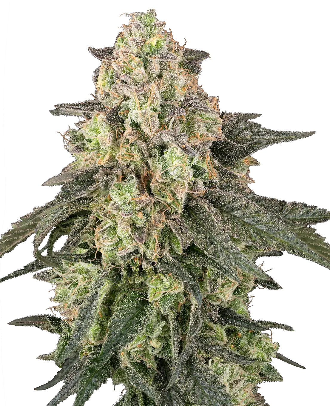 Autoflowering-Hanfsamen-Sensi Seeds