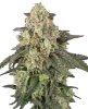 Full Throttle Automatic Seeds