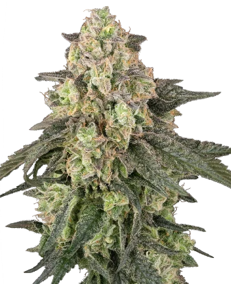 Full Throttle Automatic Seeds