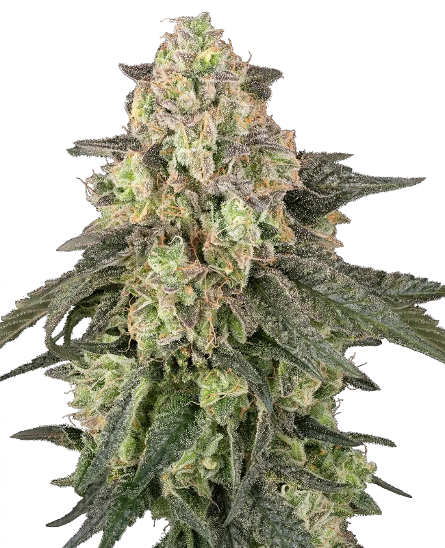 Full Throttle Automatic Seeds