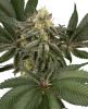 Hollywood Venom Feminized Seeds