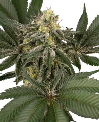 Hollywood Venom Feminized Seeds