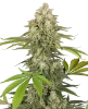 Snow Piercer Feminized Seeds