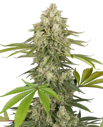 Snow Piercer Feminized Seeds