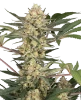 Chrome Fade Feminized Seeds