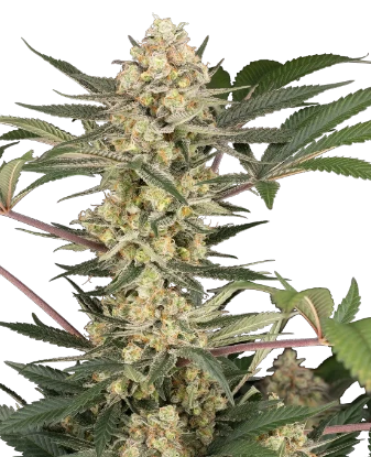 Chrome Fade Feminized Seeds