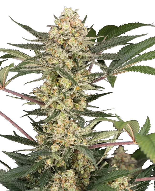 Chrome Fade Feminized Seeds