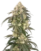 Gold Line Z Feminized Seeds