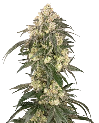 Gold Line Z Feminized Seeds