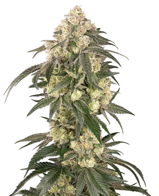 Gold Line Z Feminized Seeds