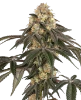 Lychee Sago Feminized Seeds