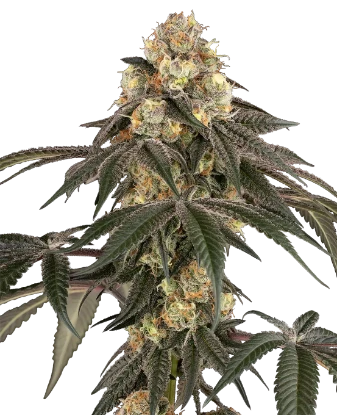Lychee Sago Feminized Seeds