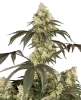 Rainbow Plushies Feminized Seeds