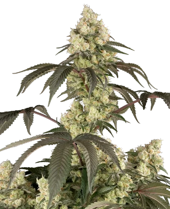 Rainbow Plushies Feminized Seeds