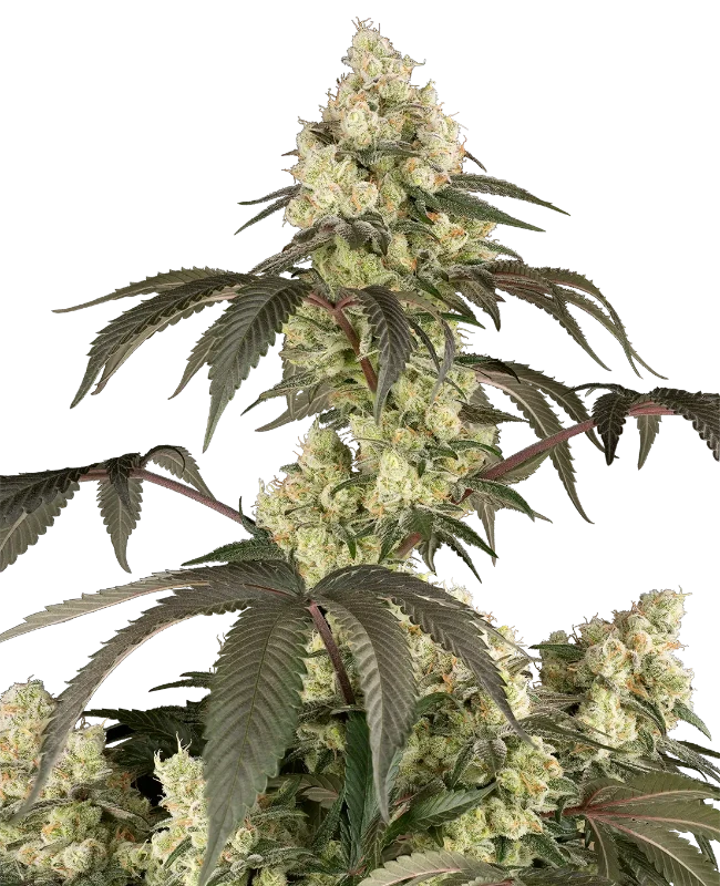 Rainbow Plushies Feminized Seeds