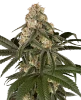 Silk Truffle Feminized Seeds
