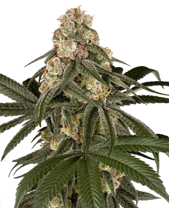Silk Truffle Feminized Seeds