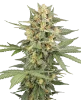 Head Knock Automatic Seeds