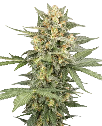 Head Knock Automatic Seeds