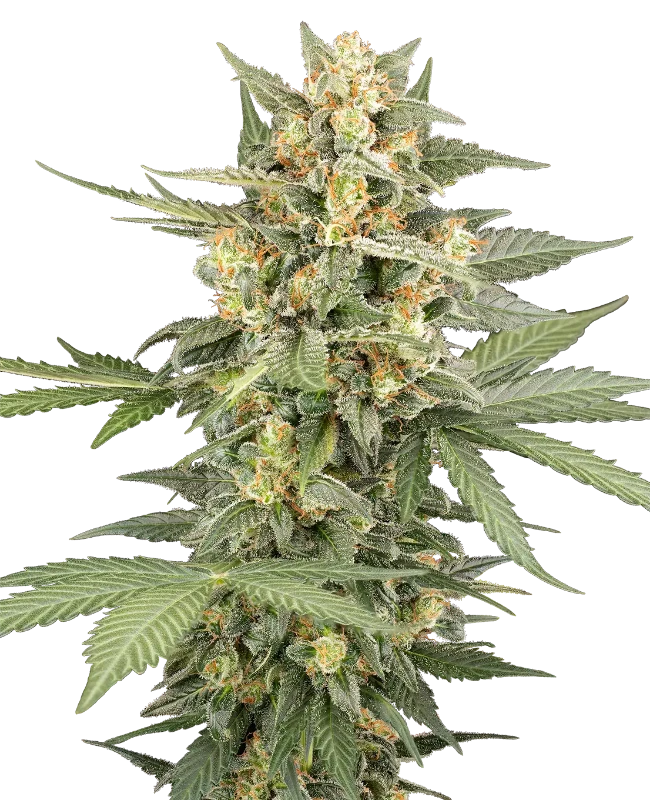 Head Knock Automatic Seeds