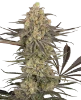 Rhonda's Wrath Automatic Seeds