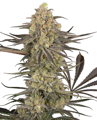 Rhonda's Wrath Automatic Seeds