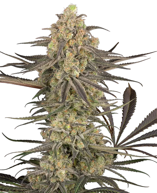 Rhonda's Wrath Automatic Seeds