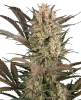 Sour Jam Automatic Seeds