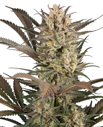 Sour Jam Automatic Seeds