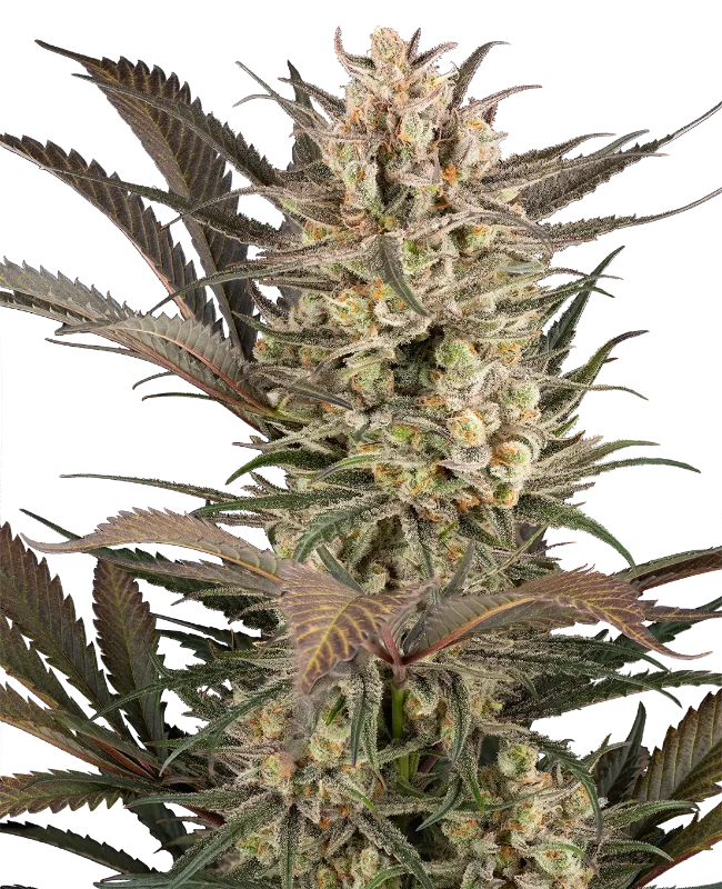 Sour Jam Automatic Seeds