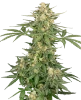 Space Tunnels Automatic Seeds