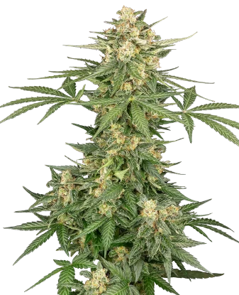 Space Tunnels Automatic Seeds
