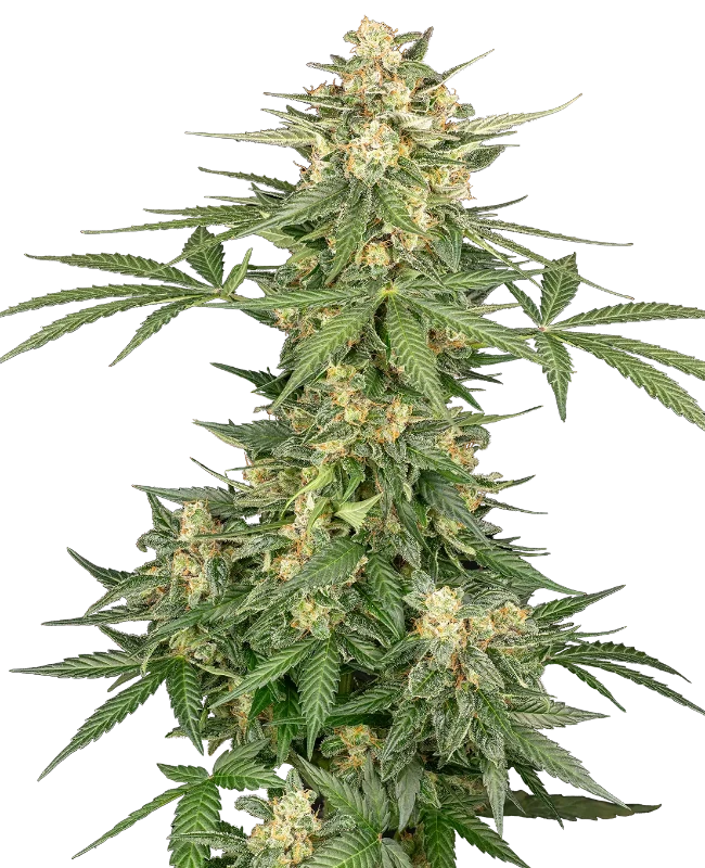 Space Tunnels Automatic Seeds