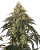 Loud Kush Feminized Seeds