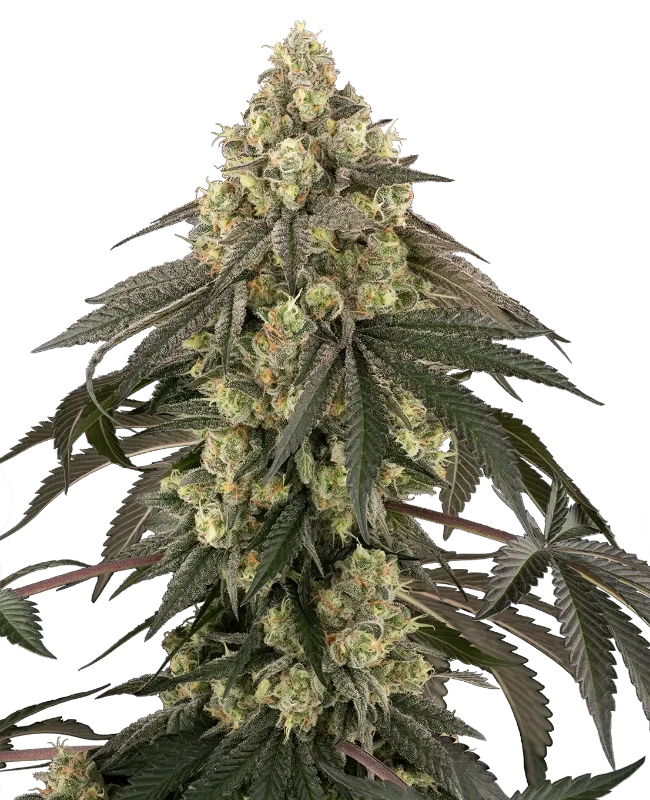 Loud Kush Feminized Seeds