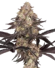 Black Cherry Reserve Feminized Seeds